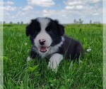 Small #3 Border Collie