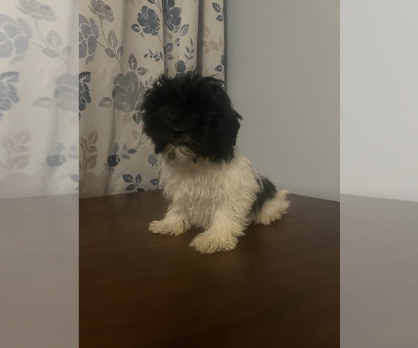 Medium Photo #56 Havanese Puppy For Sale in DURHAM, CT, USA