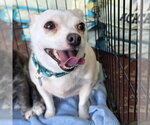 Small Chihuahua Mix