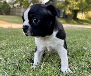 Boston Terrier Puppy for sale in GARFIELD, AR, USA