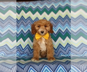 Goldendoodle (Miniature) Puppy for sale in KIRKWOOD, PA, USA