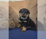 Small #6 Rottweiler