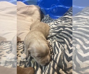 Golden Retriever Dog for Adoption in WEATHERFORD, Oklahoma USA