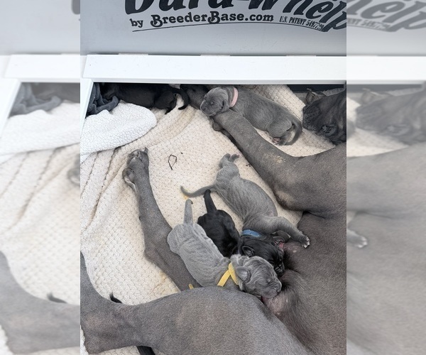 Medium Photo #17 Great Dane Puppy For Sale in OLATHE, CO, USA