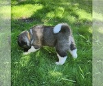 Small Photo #2 Akita Puppy For Sale in LAKEBAY, WA, USA