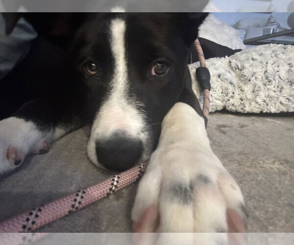 Medium Photo #4 Border Collie-Unknown Mix Puppy For Sale in Dana Point, CA, USA
