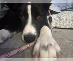Small #3 Border Collie Mix