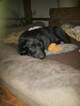 Small Photo #3 Labrador Retriever Puppy For Sale in BRKN ARW, OK, USA