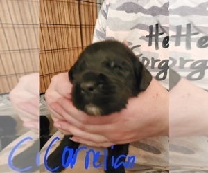 Newfoundland-Old English Sheepdog Mix Puppy for sale in PRINCETON, MN, USA