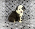 Small #11 Australian Shepherd