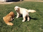 Small Photo #2 Goldendoodle Puppy For Sale in LOWER SALEM, OH, USA
