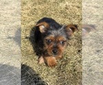 Small #7 Yorkshire Terrier