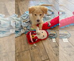 Small #8 Golden Retriever Mix