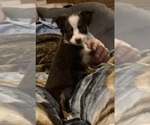 Small #3 Miniature Australian Shepherd