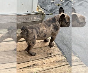 French Bulldog Puppy for Sale in ASHEBORO, North Carolina USA