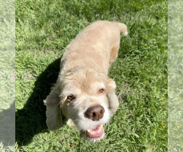 Medium Photo #4 Cocker Spaniel Puppy For Sale in Fargo, ND, USA