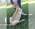 Small Photo #2 Great Dane Puppy For Sale in LAKE WALES, FL, USA