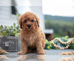 Puppy Janelle Cavapoo