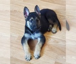 Small Photo #1 German Shepherd Dog Puppy For Sale in PORTAGE, IN, USA