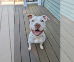 Small #1 American Staffordshire Terrier Mix
