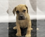 Small Photo #4 Boerboel Puppy For Sale in QUAPAW, OK, USA