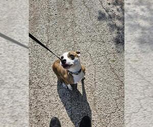 Labrador Retriever-Unknown Mix Dogs for adoption in San Antonio, TX, USA