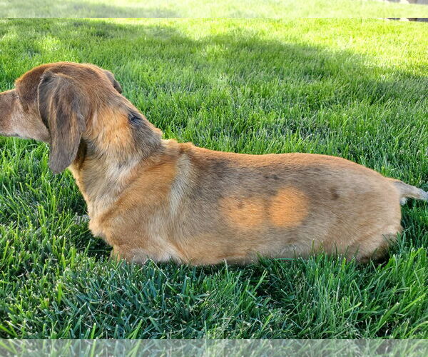 Medium Photo #2 Dachshund Puppy For Sale in Boise, ID, USA