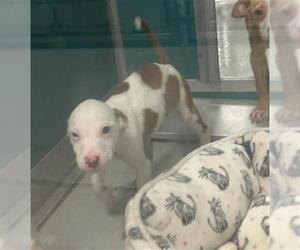Mutt Dogs for adoption in Oklahoma City, OK, USA