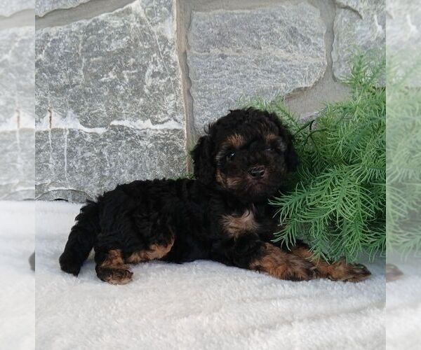Medium Photo #2 Poodle (Miniature) Puppy For Sale in GORDONVILLE, PA, USA