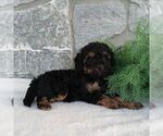 Small #1 Poodle (Miniature)