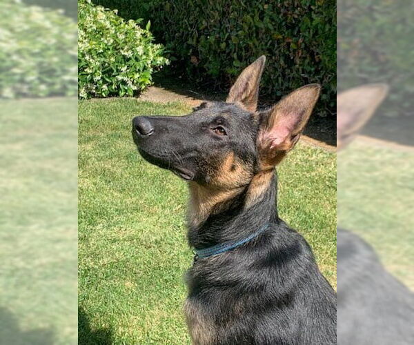 Medium Photo #8 German Shepherd Dog-Unknown Mix Puppy For Sale in Lake Forest, CA, USA