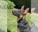 Small #7 German Shepherd Dog Mix