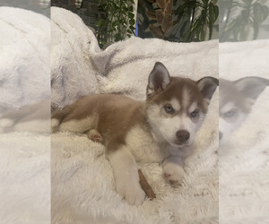 Siberian Husky Puppy for sale in TRACY, CA, USA