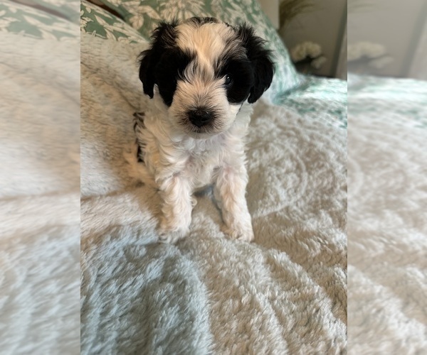 Medium Photo #6 Schnoodle (Miniature) Puppy For Sale in GRAND RIVERS, KY, USA