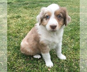 Australian Shepherd Puppy for sale in HAVEN, KS, USA