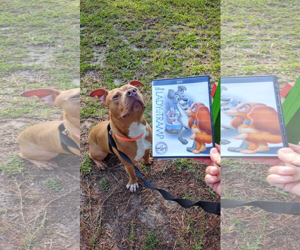 Medium Photo #4 Mutt Puppy For Sale in  Gainesville, FL, USA