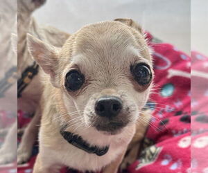 Chihuahua Dogs for adoption in Sequim, WA, USA