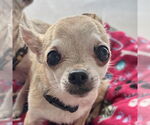 Small Chihuahua