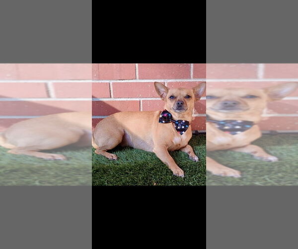 Medium Photo #3 Chihuahua-Unknown Mix Puppy For Sale in Boston, MA, USA