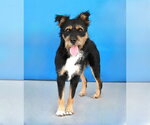 Small #1 Mutt