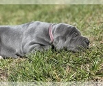 Small Photo #23 Great Dane Puppy For Sale in PINNACLE, NC, USA