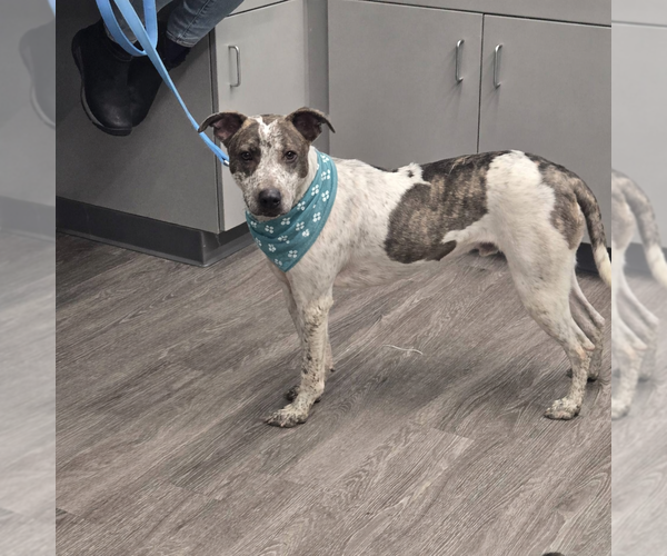 Medium Photo #2 Mutt Puppy For Sale in Woodbury, NY, USA