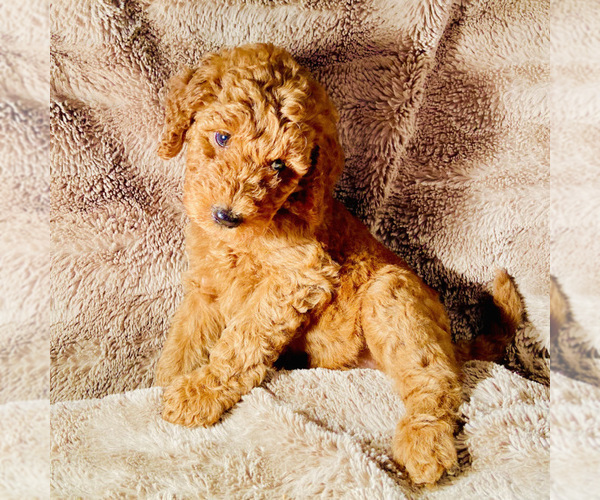 Medium Photo #1 Goldendoodle Puppy For Sale in HOUSTON, TX, USA