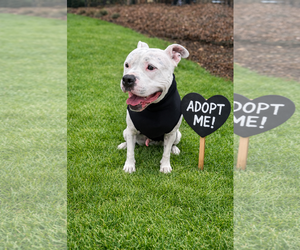 Manny (Roscoe) - Male American Bulldog-Staffordshire Bull Terrier Mix Dog for Adoption - Photo #12