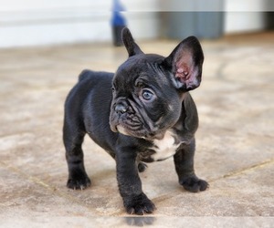 French Bulldog Puppy for sale in CUMMING, GA, USA