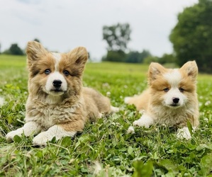 American Corgi Puppy for Sale in DENVER, Iowa USA
