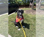 Small #2 American Pit Bull Terrier Mix