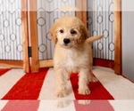 Small Photo #3 Goldendoodle Puppy For Sale in NAPLES, FL, USA