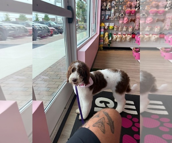 Medium Photo #1 Bernedoodle Puppy For Sale in TROY, NC, USA