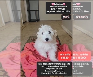 Havanese Puppy for sale in TUCSON, AZ, USA